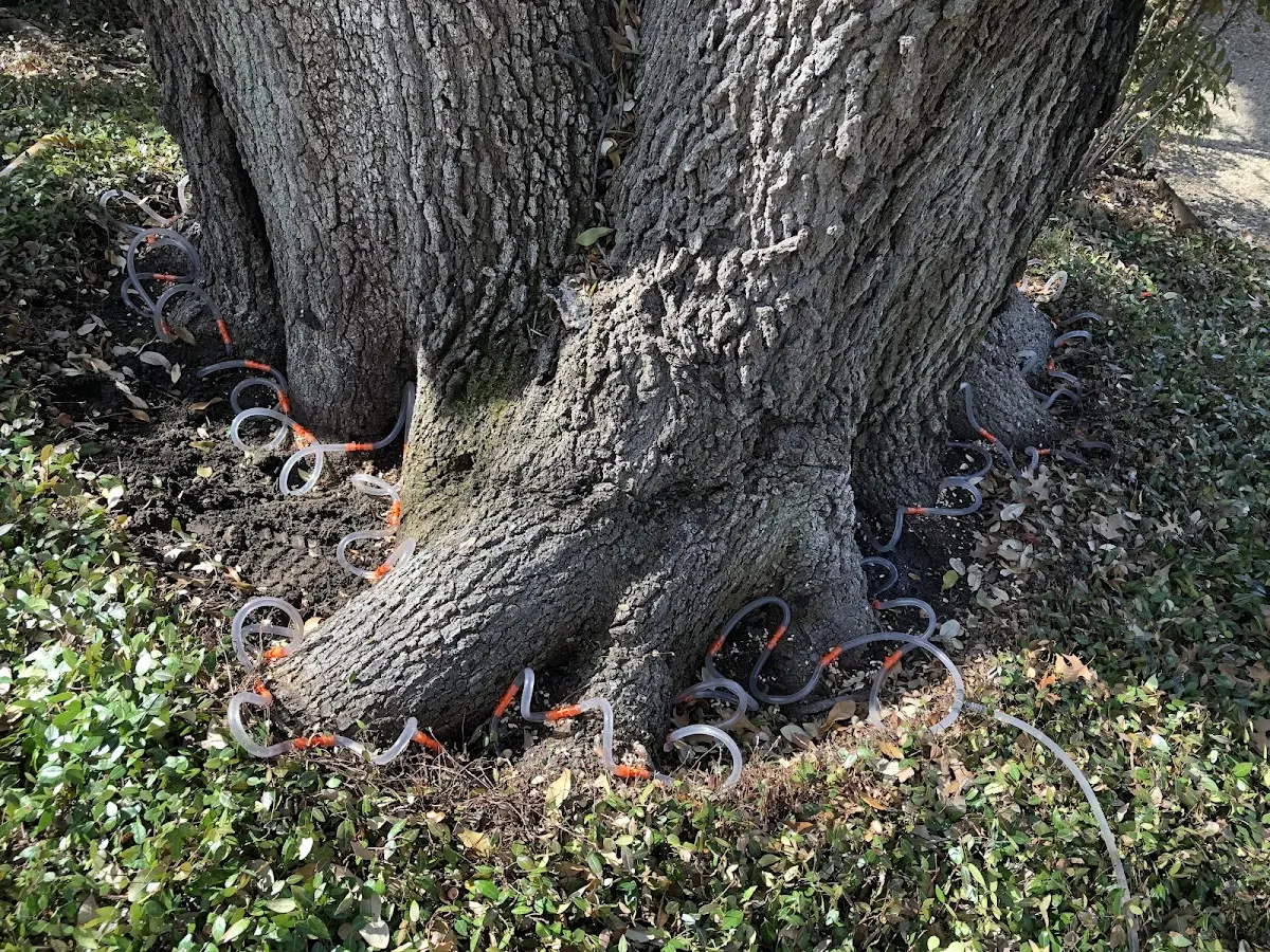 Detailed Tree Cabling and Bracing job site in Cowarts