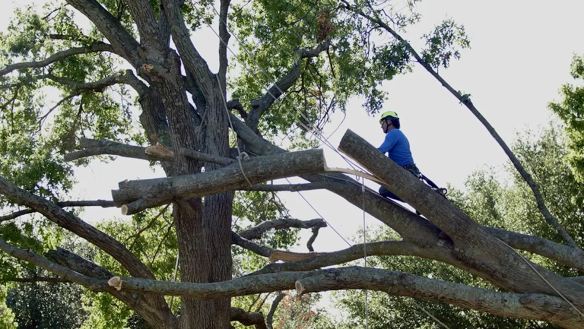 Professional Hazardous Tree Removal performed by certified arborists in Cowarts