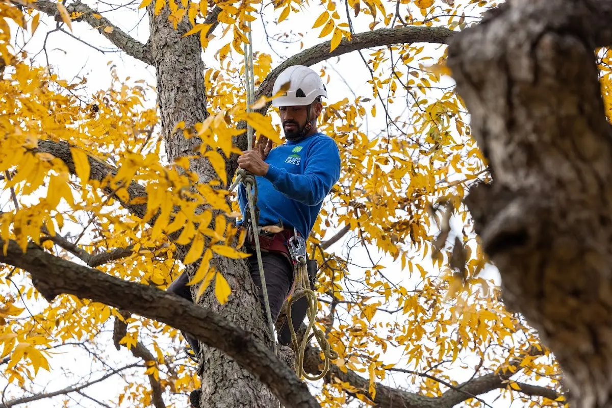 Skilled Tree Trimming crew working in Cowarts