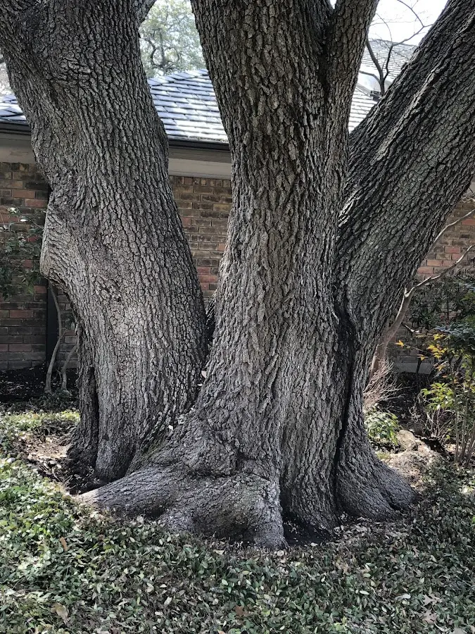 Mature heritage tree close to a Cowarts property cared for by certified arborists